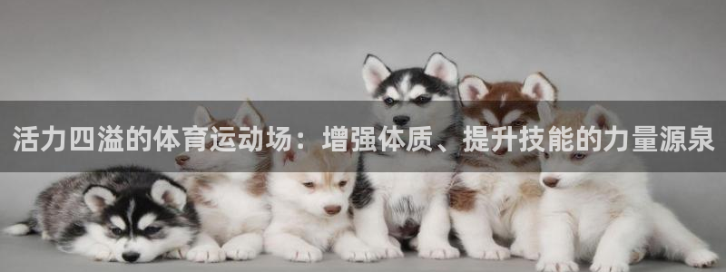 vsport体育在线官网